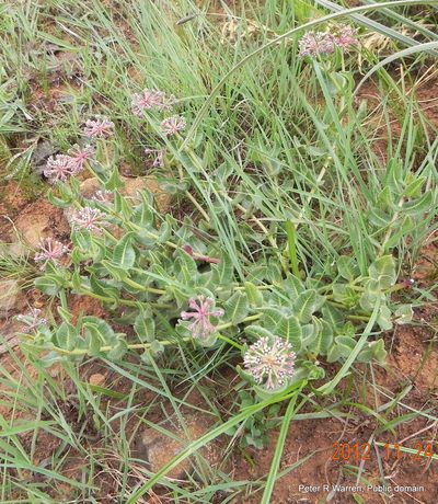 Xysmalobium parviflorum, photographed by Peter Warren