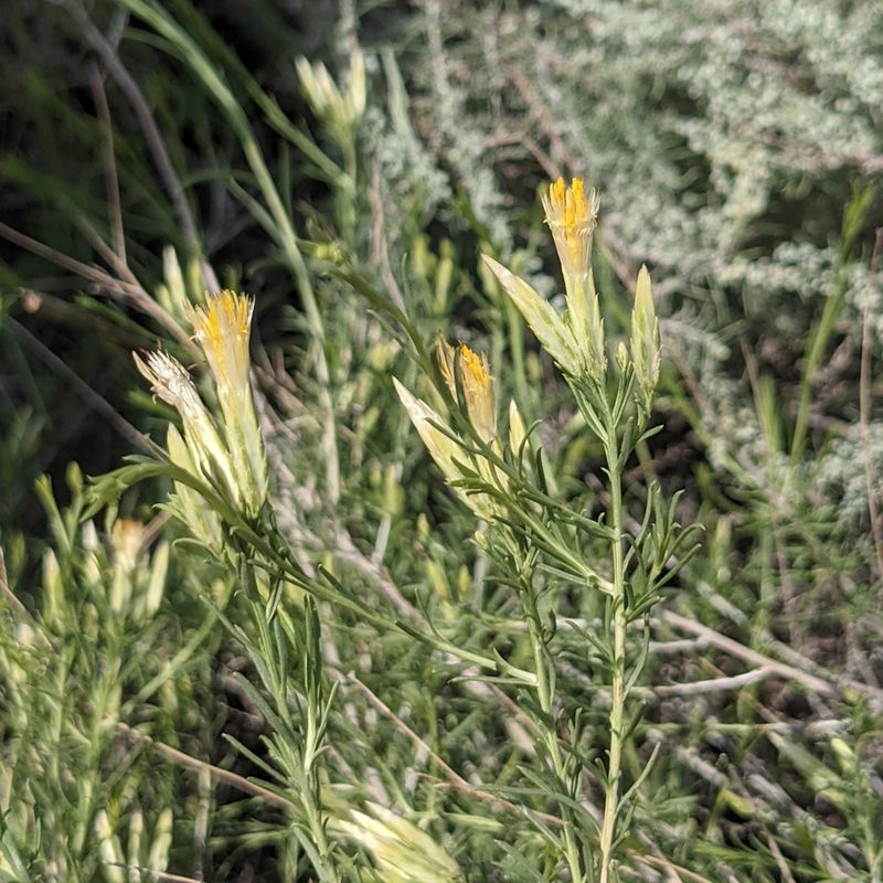 Lorandersonia pulchella, photographed by Dominic Gentilcore