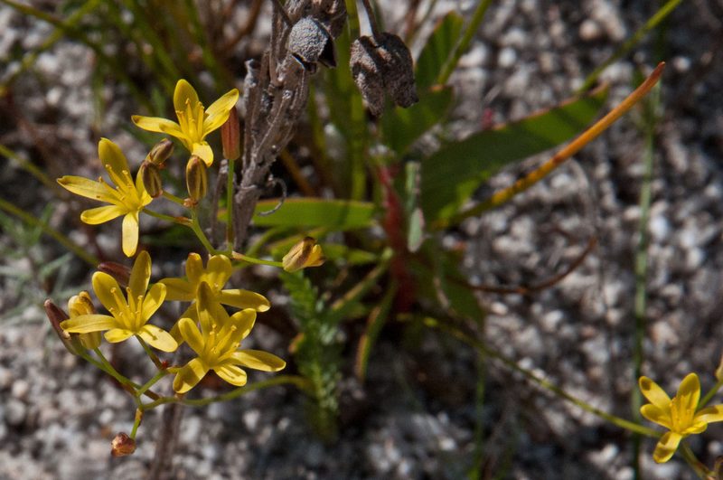 Eriospermum schlechteri, photographed by magriet b