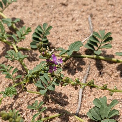 Dalea lanata, photographed by Dominic Gentilcore