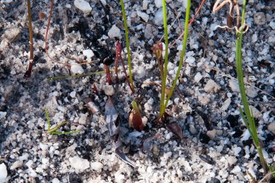 Eriospermum schlechteri, photographed by magriet b