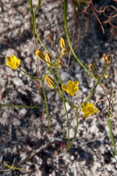 Eriospermum schlechteri, photographed by magriet b