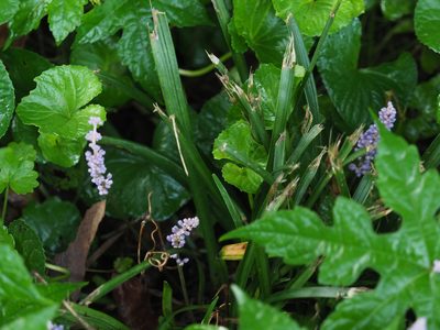 Liriope muscari, photographed by mefisher