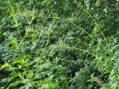 Lactuca canadensis, photographed by mefisher