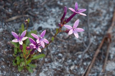 Lobelia stenosiphon, photographed by magriet b