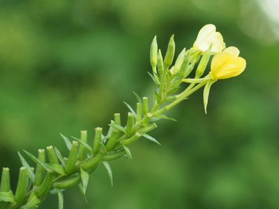 Oenothera parviflora, photographed by mefisher