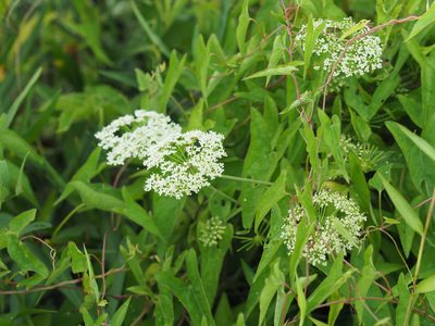 Cicuta maculata, photographed by mefisher