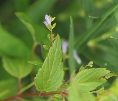 Scutellaria lateriflora, photographed by mefisher