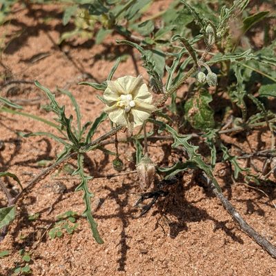 Chamaesaracha coronopus, photographed by Dominic Gentilcore
