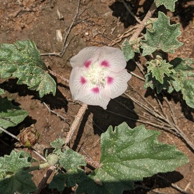 Malvella lepidota, photographed by Dominic Gentilcore