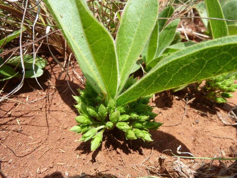 Vangueria pygmaea, photographed by Andrew Hankey