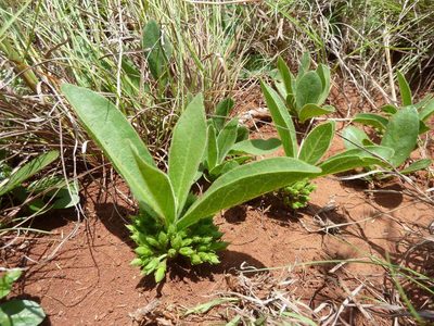 Vangueria pygmaea, photographed by Andrew Hankey