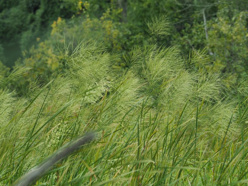 Zizania aquatica, photographed by mefisher