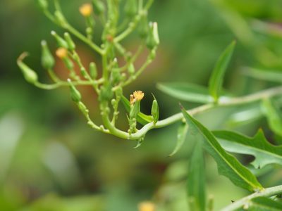 Lactuca canadensis, photographed by mefisher