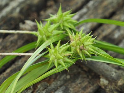 Carex grayi, photographed by mefisher