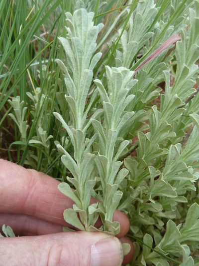 Helichrysum callicomum, photographed by Andrew Hankey