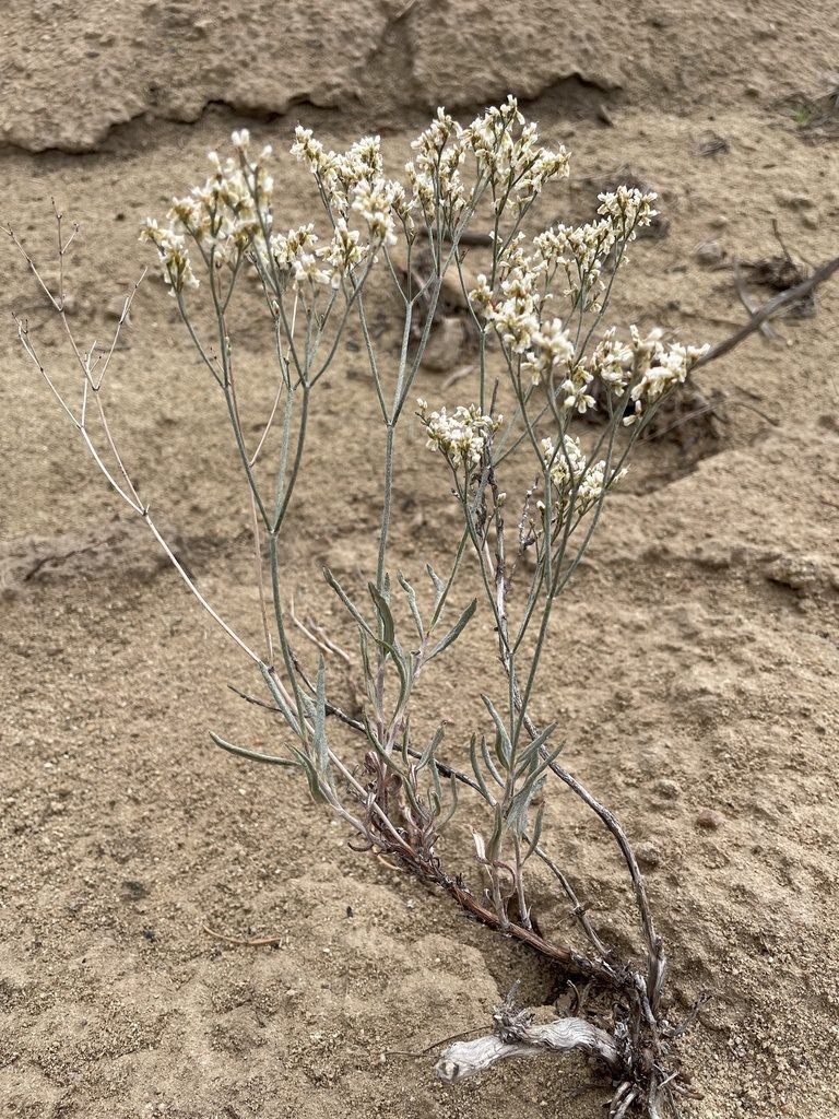 Eriogonum leptocladon, photographed by Bobby McCabe
