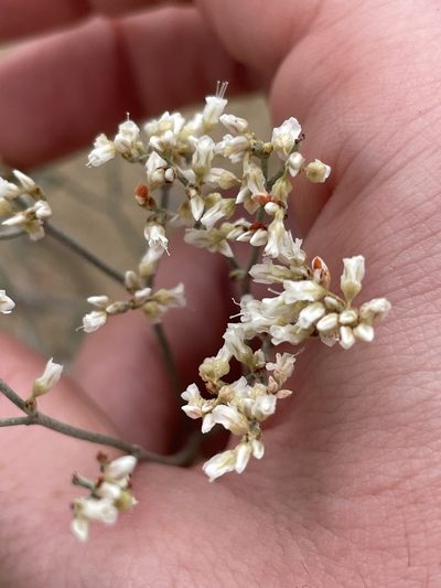 Eriogonum leptocladon, photographed by Bobby McCabe