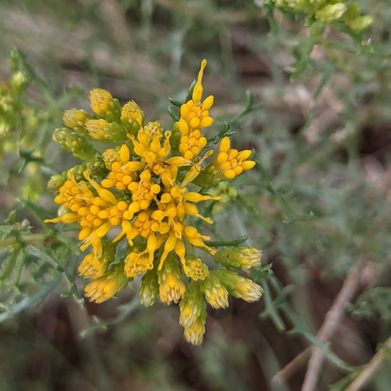 Isocoma tenuisecta, photographed by Dominic Gentilcore