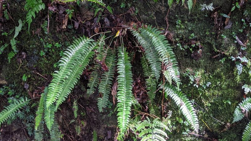 Polystichum acutidens, photographed by Cheng-Te Hsu