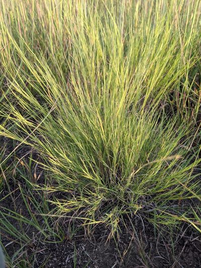 Muhlenbergia cuspidata, photographed by Ethan Rose