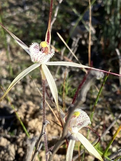 Caladenia nobilis, photographed by John Van Den Nouwelant