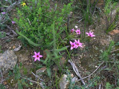 Romulea cruciata, photographed by Jacques van der Merwe