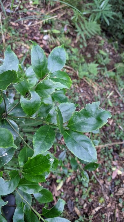 Ilex uraiensis, photographed by Cheng-Te Hsu