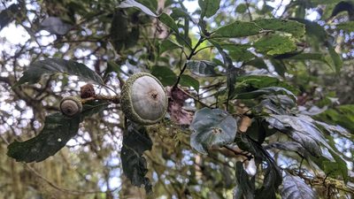 Lithocarpus corneus, photographed by Cheng-Te Hsu