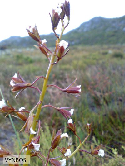 Eulophia lamellata, photographed by Chris Vynbos