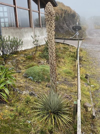 Puya clava-herculis, photographed by tlaloc27