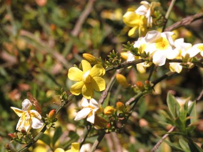 Jasminum mesnyi, photographed by Federico Muñoz