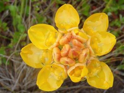 Ceratandra grandiflora, photographed by Nicola van Berkel