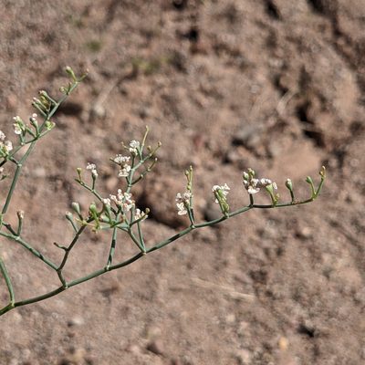 Eriogonum rotundifolium, photographed by Dominic Gentilcore