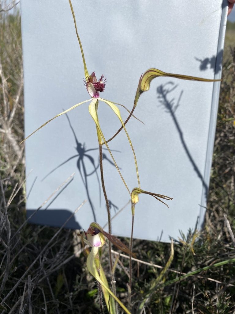 Caladenia lorea, photographed by John Van Den Nouwelant