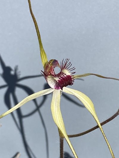 Caladenia lorea, photographed by John Van Den Nouwelant