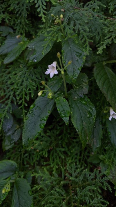Whytockia sasakii, photographed by Cheng-Te Hsu