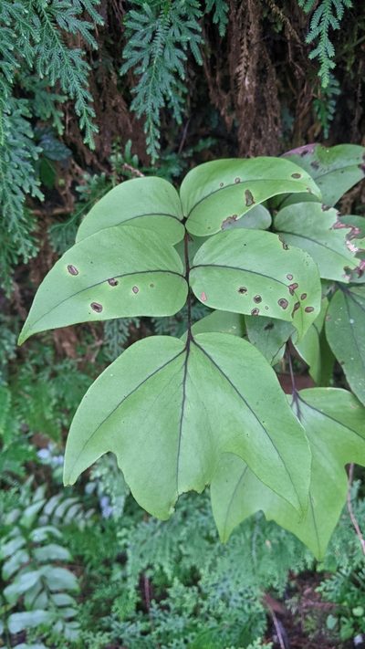 Cyrtomium macrophyllum, photographed by Cheng-Te Hsu
