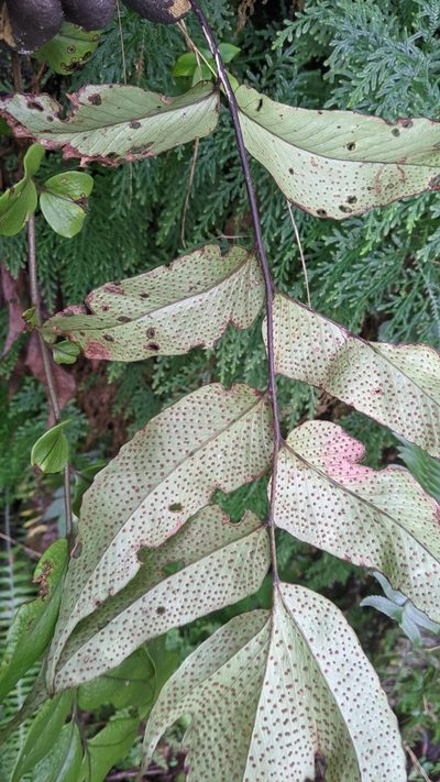 Cyrtomium macrophyllum, photographed by Cheng-Te Hsu