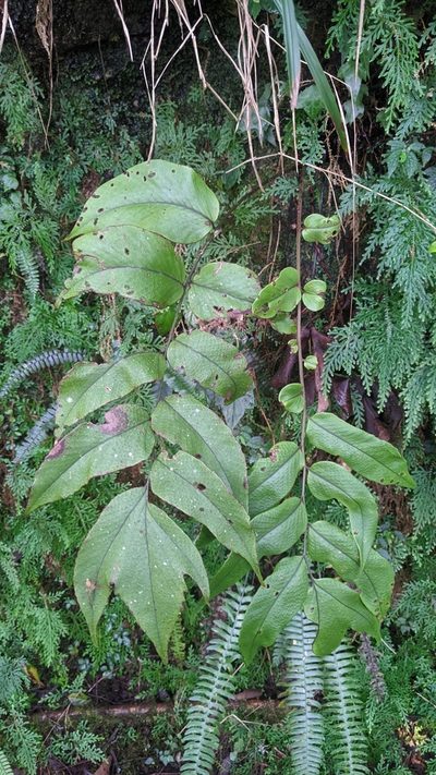 Cyrtomium macrophyllum, photographed by Cheng-Te Hsu