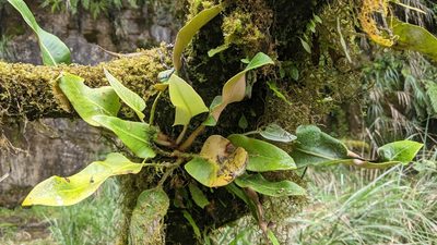 Pyrrosia sheareri, photographed by Cheng-Te Hsu