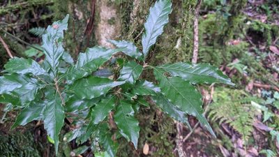 Lithocarpus corneus, photographed by Cheng-Te Hsu