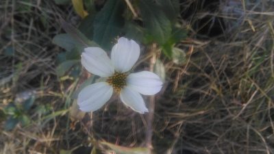 Bidens aurea, photographed by Bahiano Ayala