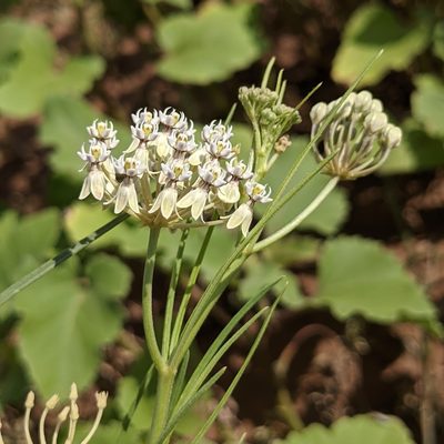 Asclepias subverticillata, photographed by Dominic Gentilcore