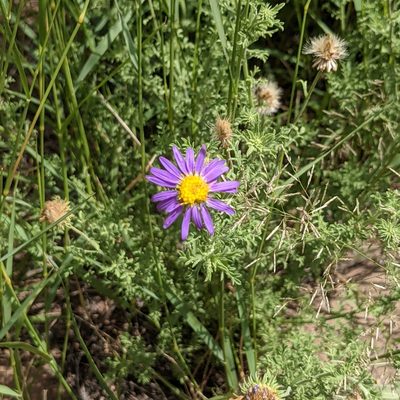 Machaeranthera tanacetifolia, photographed by Dominic Gentilcore