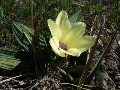 Babiana pygmaea, photographed by Jacques van der Merwe
