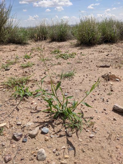 Panicum hirticaule, photographed by Dominic Gentilcore