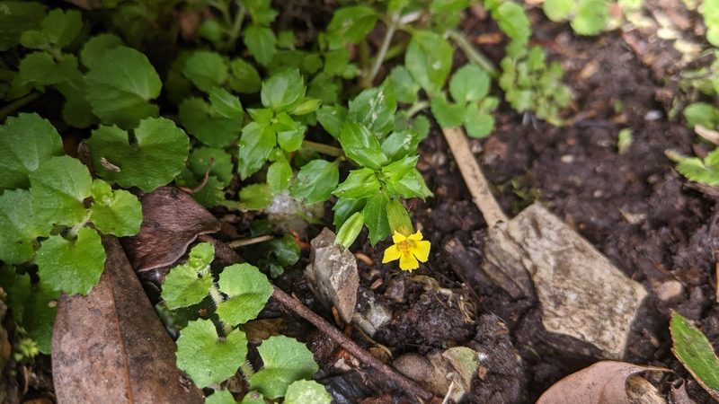 Erythranthe nepalensis, photographed by Cheng-Te Hsu