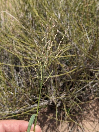 Panicum hirticaule, photographed by Dominic Gentilcore