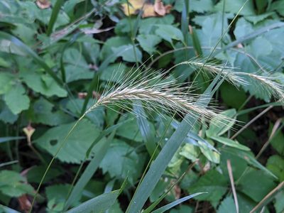 Elymus villosus, photographed by Ethan Rose